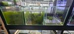 Aquarium voor garnalen Caridina laag ph, Ophalen, Nieuw
