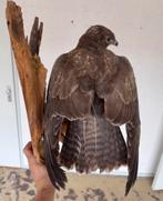 Buizerd, Ophalen, Zo goed als nieuw, Beeldje of Figuurtje