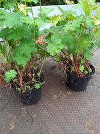 Ooievaarsbek ( Geranium cant. Cambridge), Ophalen, Halfschaduw