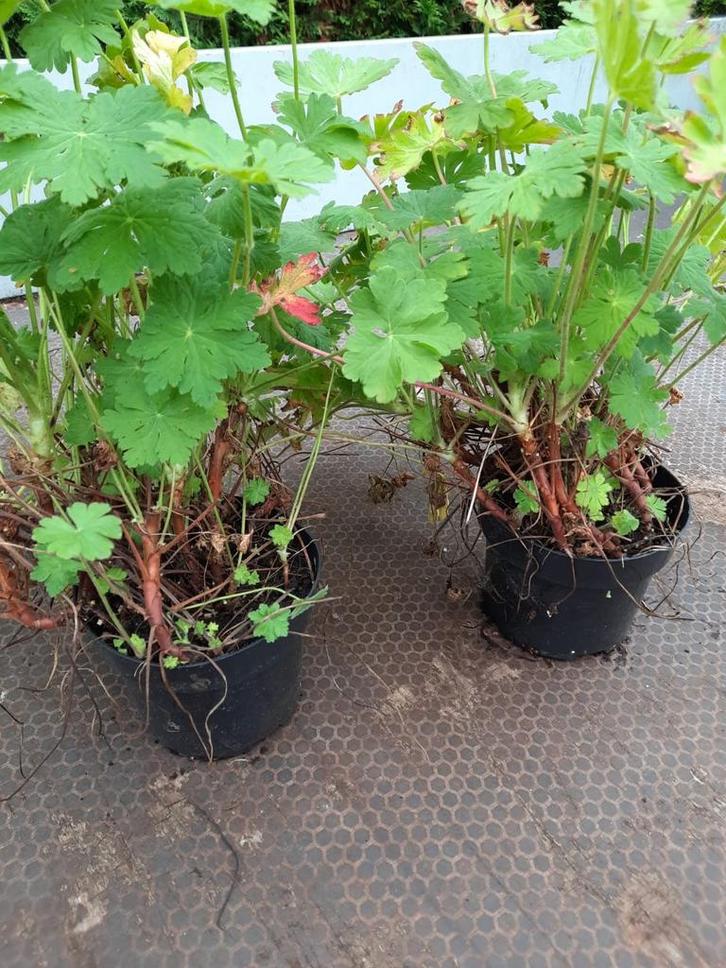 Ooievaarsbek ( Geranium cant. Cambridge), Tuin en Terras, Planten | Tuinplanten, Halfschaduw, Ophalen