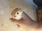 Te koop mongoolse gerbils, Dieren en Toebehoren, 0 tot 2 jaar