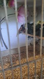 3x Kruising rietvink met ?, Dieren en Toebehoren, Vogels | Overige Vogels, Meerdere dieren, Tropenvogel