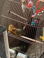 Baby Agapornies, Dieren en Toebehoren, Vogels | Parkieten en Papegaaien, Geslacht onbekend, Dwergpapegaai of Agapornis