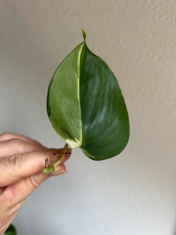 Philodendron cream splash, verse (kop)stekken beschikbaar voor biedingen
