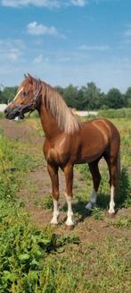 Ter dekking aangeboden Welsh hengst, Dieren en Toebehoren, Hengst