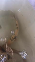 Koi karper, Dieren en Toebehoren