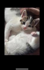 Kittens te koop, Dieren en Toebehoren, Meerdere dieren