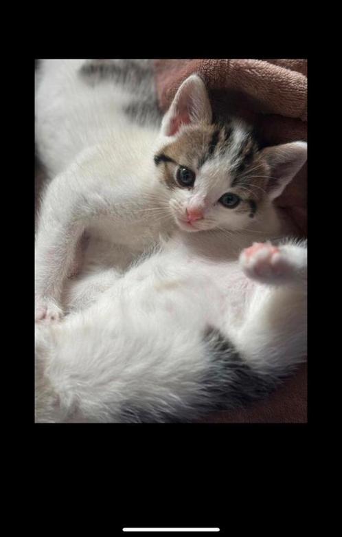 Kittens te koop, Dieren en Toebehoren, Katten en Kittens | Raskatten | Langhaar, Meerdere dieren