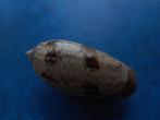 Schelpen: Oliva irisans concinna M. gem 50mm, Verzenden, Schelp(en)