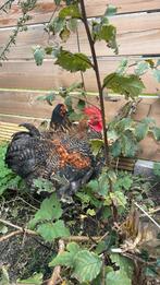 Cochin van 8 mnd zoekt huisje, Dieren en Toebehoren, Mannelijk, Kip