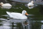 Oud-Hollandse kwaker | Gezonde siereenden | Deskundig advies, Dieren en Toebehoren, Meerdere dieren, Eend