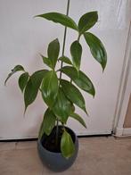 Callisia fragrans plant, Ophalen, Overige soorten, Halfschaduw, In pot