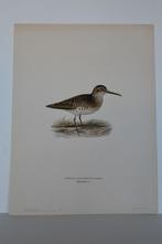 STRANDLOPER (BREEDBEK) LIMICOLA FALCNELLUS Vogel Litho VB3, Antiek en Kunst, Kunst | Litho's en Zeefdrukken, Verzenden