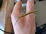 Eitjes Indische wandelende tak (psg 1), Dieren en Toebehoren, Insecten en Spinnen, Wandelende tak