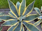 Prachtige bonte Agave Americana ‘s, Tuin en Terras, Planten | Tuinplanten, Volle zon, Vaste plant, Bloeit niet, Ophalen