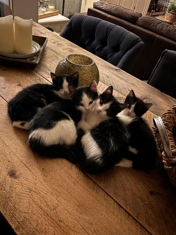 Kittens, Dieren en Toebehoren, Kattenmanden, Nieuw, Ophalen