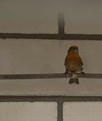 Mexicaanse roodmus, Mannelijk, Tropenvogel