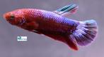 Betta Plakat Hellboy Red, Dieren en Toebehoren, Vissen | Aquariumvissen, Vis, Zoetwatervis