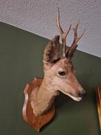 Taxidermie Franse ree, Ophalen, Opgezet dier