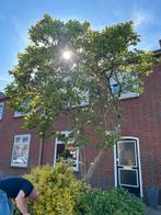 Magnolia Boom, Overige soorten, Lente, 400 cm of meer, Ophalen