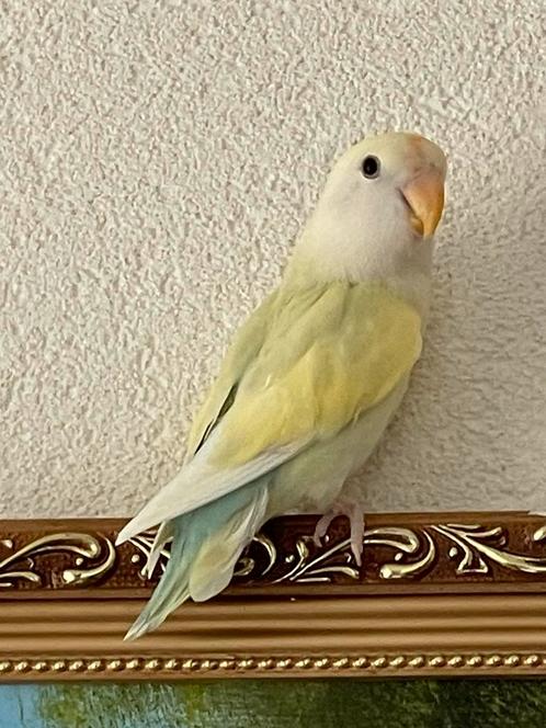 Prachtige Lieve Hand Tamme Gezonde Agapornis Dwergpapegaai, Dieren en Toebehoren, Vogels | Parkieten en Papegaaien, Dwergpapegaai of Agapornis