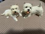 2 west Highland White Terrier beeldjes Castagna, Ophalen of Verzenden, Dier, Zo goed als nieuw