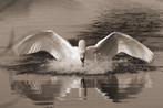 Groot schilderij Swan van MondiArt, Ophalen, Nieuw, 125 cm of meer, Schilderij