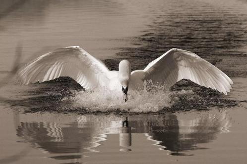 Groot schilderij Swan van MondiArt, Huis en Inrichting, Woonaccessoires | Schilderijen, Tekeningen en Foto's, Nieuw, Schilderij