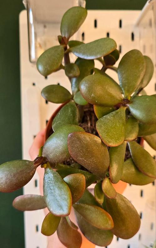 Crasula ovata sunset (variegata), Huis en Inrichting, Kamerplanten, Overige soorten, Minder dan 100 cm, Ophalen of Verzenden