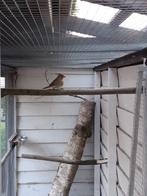 Rode kardinaal pop, Vrouwelijk, Tropenvogel