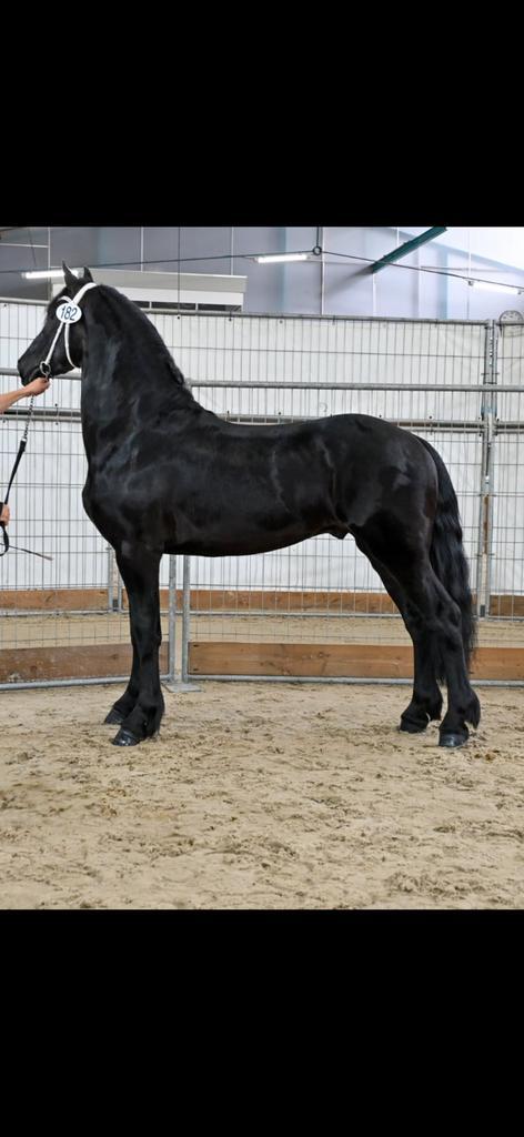 friese hengst, Dieren en Toebehoren, Paarden