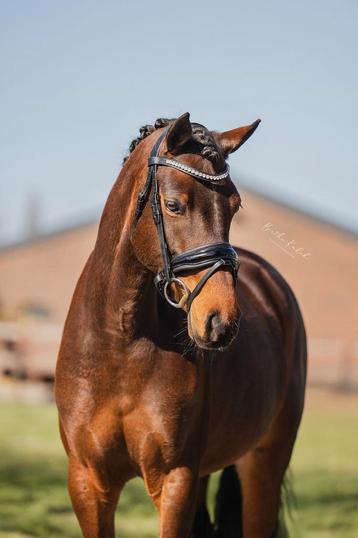 Brave gave D pony!! beschikbaar voor biedingen