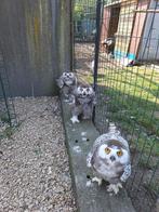 roofvogels, Geslacht onbekend, Roofvogel, Geringd