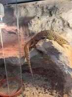 Stekelstaartvaraan, Dieren en Toebehoren, Reptielen en Amfibieën, Hagedis, Met terrarium, 3 tot 6 jaar