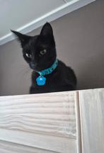 Gecastreerde kater 1 jaar, Dieren en Toebehoren, Katten en Kittens | Overige Katten, Kater, 0 tot 2 jaar