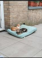Jonge katers, Kater