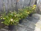 Rhododendron per stuk 12,50 euro, Tuin en Terras, Planten | Bomen, Ophalen, Zomer, Volle zon, Overige soorten