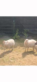 Ouessant lammeren. Ooi en ram., Dieren en Toebehoren, Schapen, Geiten en Varkens, Meerdere dieren, Schaap, 0 tot 2 jaar