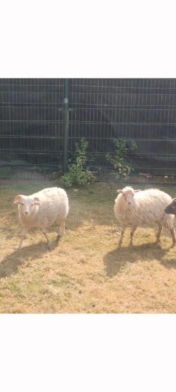 Ouessant lammeren. Ooi en ram. beschikbaar voor biedingen