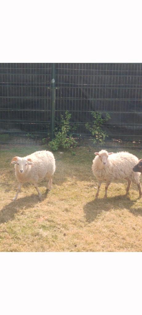 Ouessant lammeren. Ooi en ram., Dieren en Toebehoren, Schapen, Geiten en Varkens, Schaap, Meerdere dieren, 0 tot 2 jaar