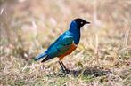 3kleurglanspreeuw spreeuw, Dieren en Toebehoren, Meerdere dieren, Tropenvogel, Geringd
