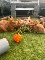 Drie lieve konijnen broertjes te koop, Dieren en Toebehoren, Konijnen, Mannelijk, Dwerg