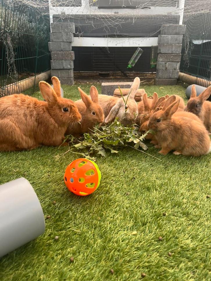 Drie lieve konijnen broertjes te koop, Dieren en Toebehoren, Konijnen, Dwerg, Mannelijk