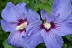 hibiscus boompjes, Tuin en Terras, Planten | Struiken en Hagen, Overige soorten, Struik, Ophalen, 100 tot 250 cm