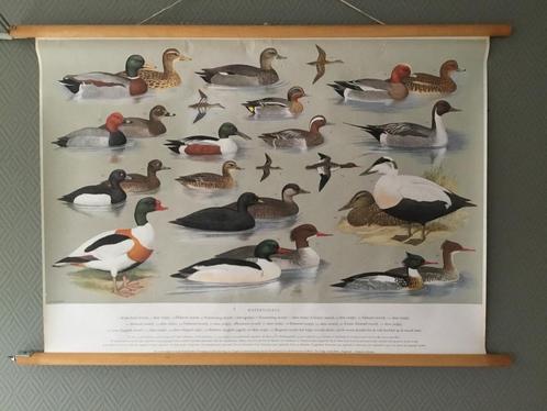 Oude originele schoolplaat “ Watervogels “, Antiek en Kunst, Antiek | Schoolplaten, Natuur en Biologie, Ophalen of Verzenden