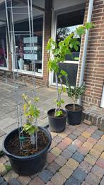 Rode Druif...  Oud zeker 10 jaar, Tuin en Terras, Planten | Fruitbomen, Ophalen