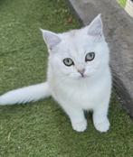 Britshe Langhaar poes, Dieren en Toebehoren, Kater, Ontwormd