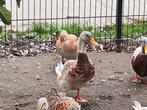 Saksische loopeend, Dieren en Toebehoren, Pluimvee, Mannelijk, Eend