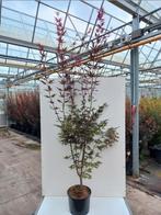Acer palmatum bloodgood, Ophalen, Halfschaduw, Overige soorten, Lente