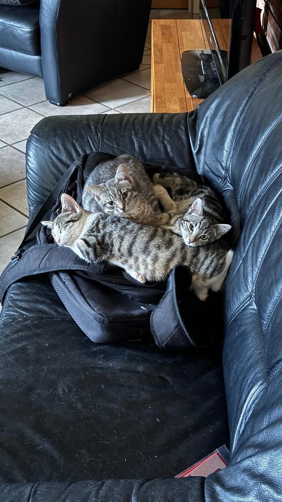 3 lieve ,sociale, ondernemende kittens, Dieren en Toebehoren, Katten en Kittens | Overige Katten, Kortharig, Meerdere dieren, 0 tot 2 jaar